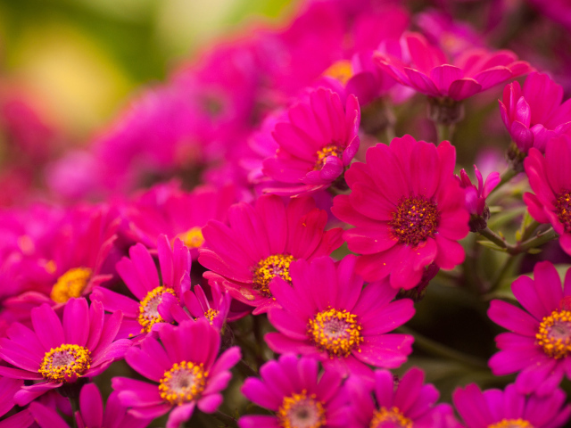 Красивые цветы хризантема в саду