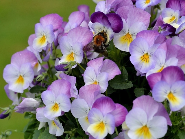 Красивые букет цветов виола (фиалка,анютины глазки)