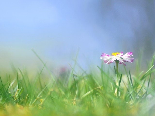 Красивые цветы маргаритки весной