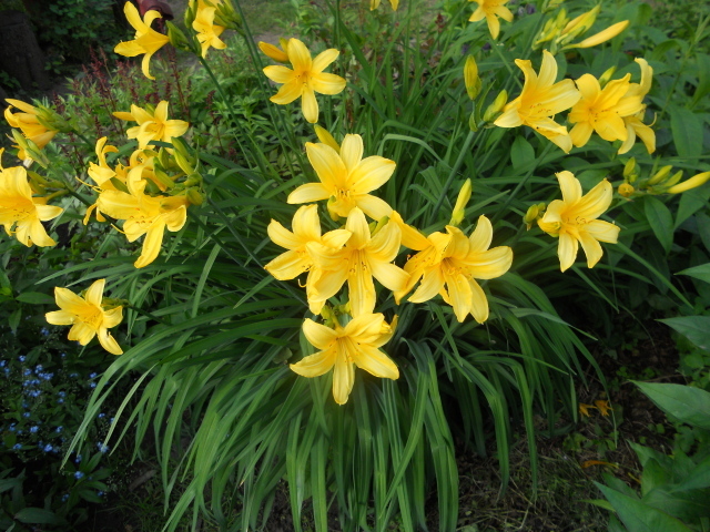 Красивый лилейник на дачном участке