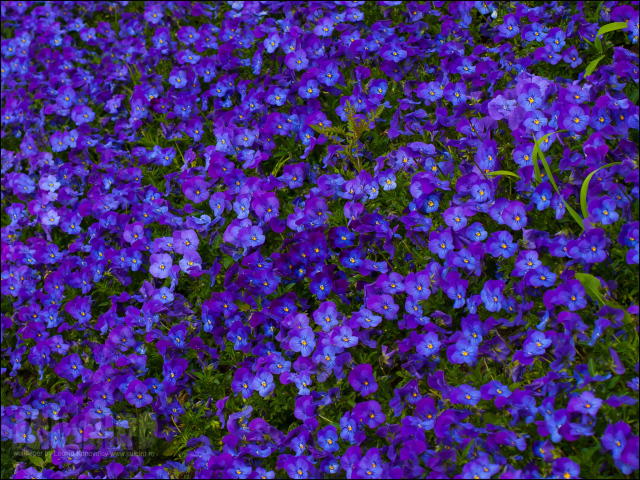 Расцвели красивые цветы анютины глазки