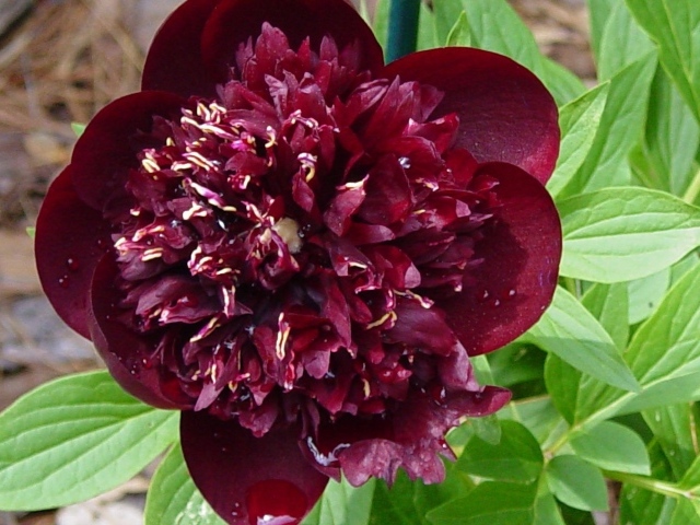 Красивый цветок пион в саду