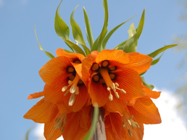 На поляне красивый цветок рябчик императорский