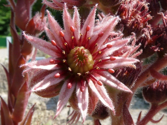 Красивый цветок молодило