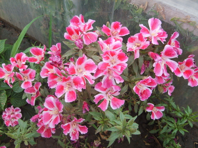 Красивые цветы кларкия (годеция) в парке