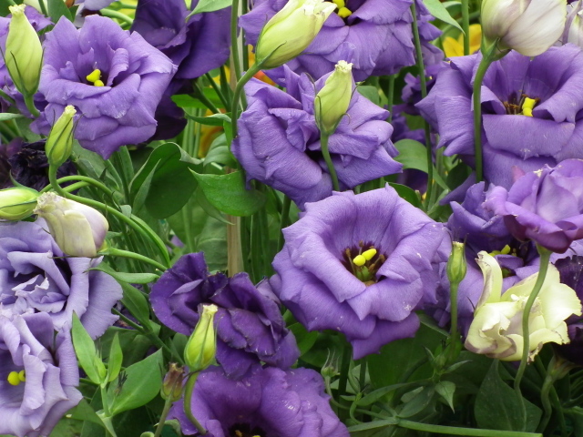 Красивые цветы эустома (ирландская роза) в саду