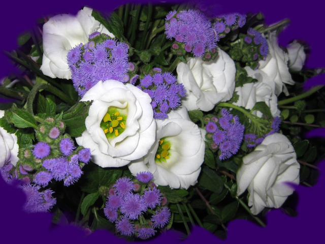 Красивые цветы эустома (ирландская роза) на клумбе в саду