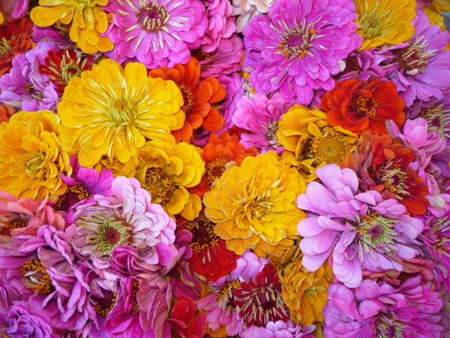 Красивые цветы цинния (циния) на поляне