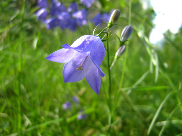 Красивые цветы колокольчик на поляне
