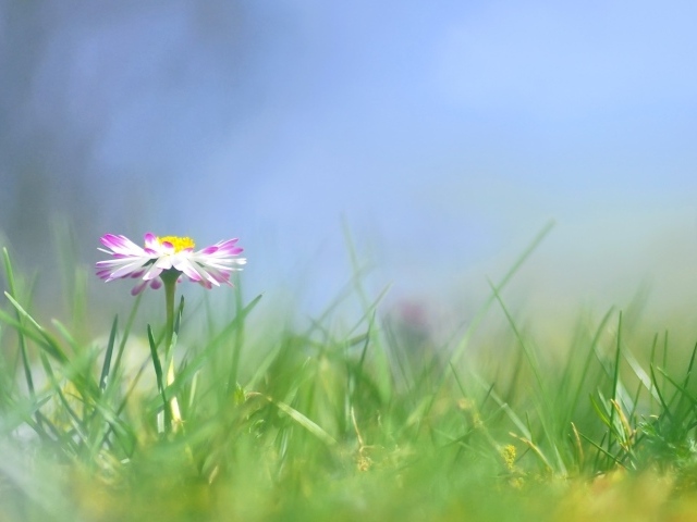 Прекрасные цветы маргаритки