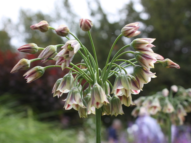 Красивые цветы нектароскордум в лесу