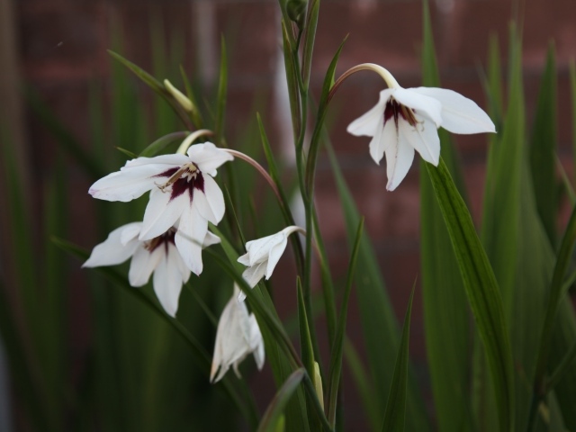 Красивые цветы ацидантера в саду