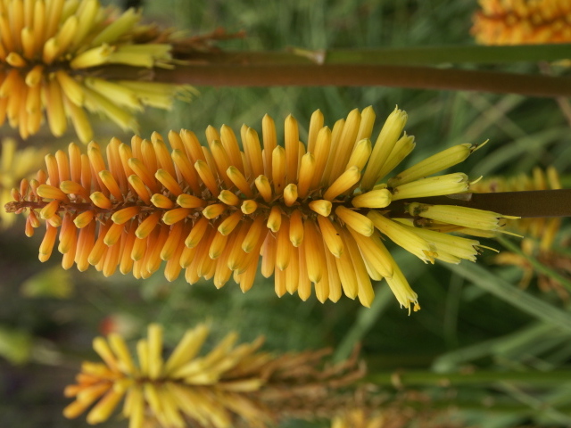 Красивые цветы кникофия в саду