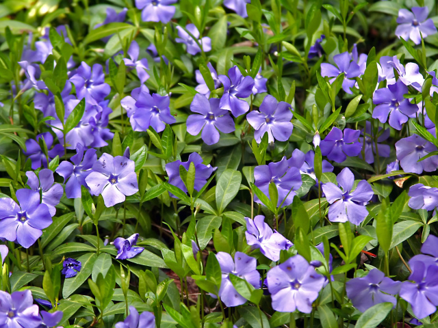 Красивые цветы барвинок в саду
