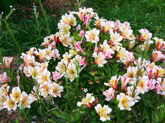 Красивые цветы альстремерия в парке