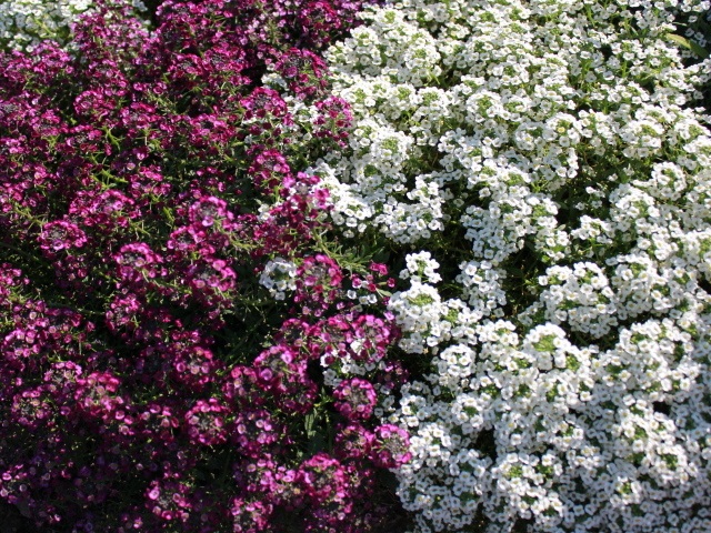 Красивые цветы алиссум в парке