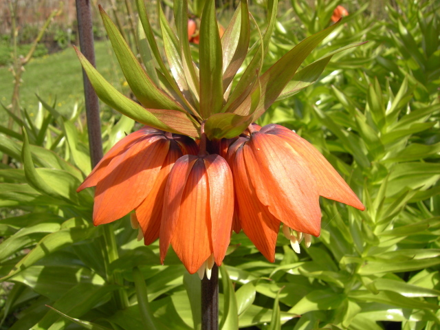 Красивые цветы рябчик императорский в парке