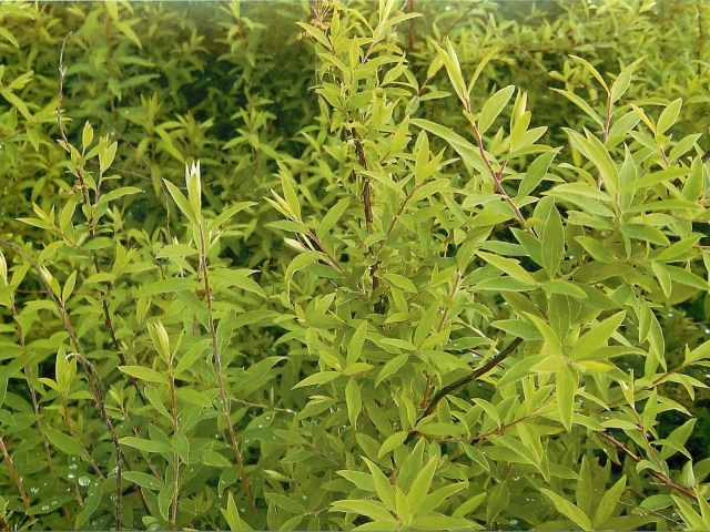 Красивые цветы спирея в парке