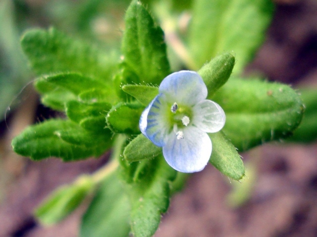 Красивые цветы вероника в парке