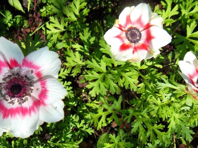 Красивые цветы анемона на клумбе в саду