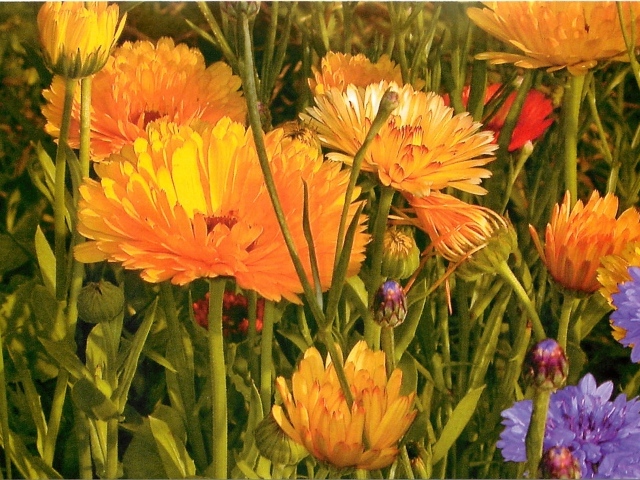 Красивые цветы календула на поляне