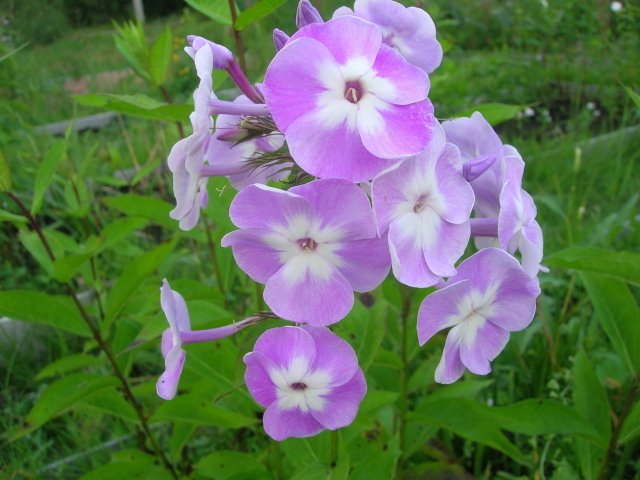 Красивые цветы флокс в парке