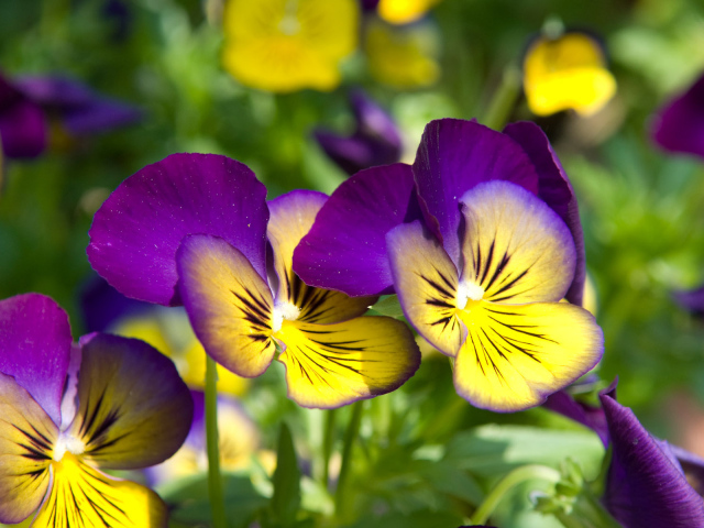 Красивые цветы желто-фиолетовые анютины глазки