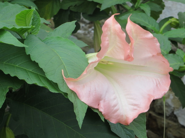 На поляне красивые цветы бругмансия