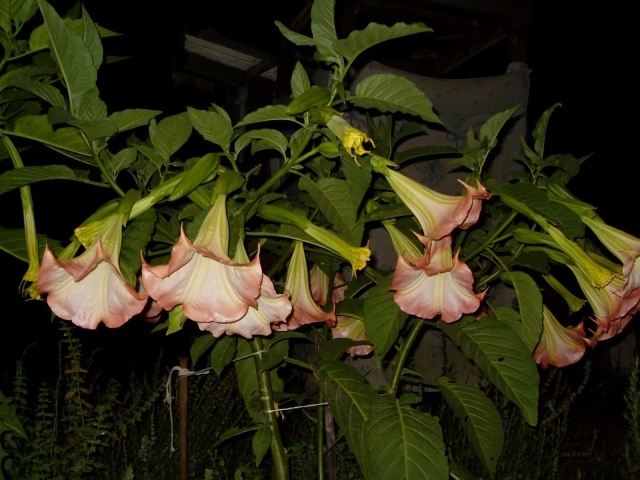 Красивые цветы бругмансия на поляне