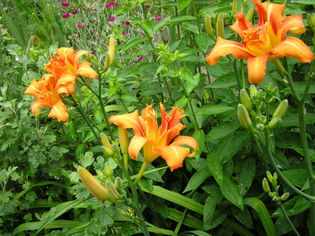 Красивые цветы лилейник на поляне