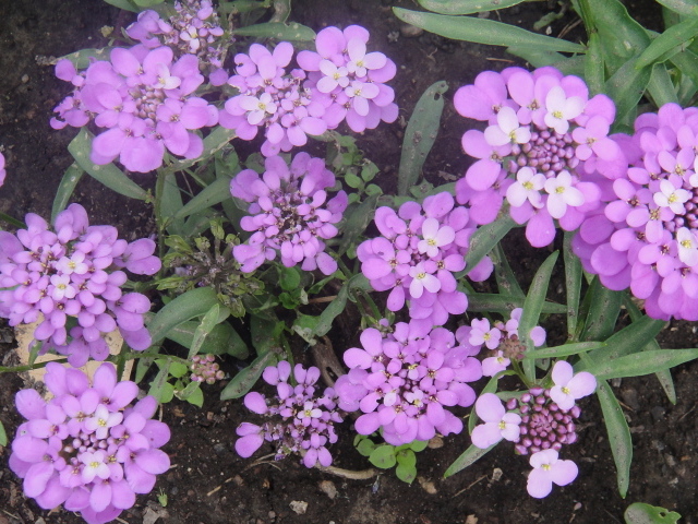 Красивые цветы иберис на поляне