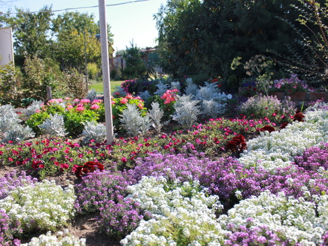 На поляне красивые цветы алиссум