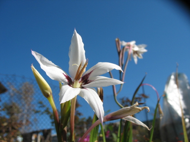 Красивые цветы ацидантера на поляне