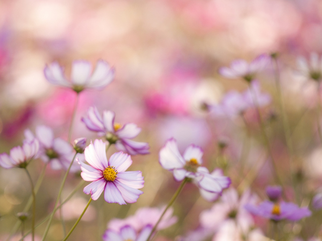 На поляне красивые цветы космея