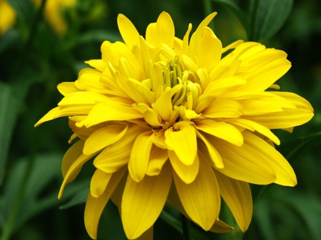 Красивые цветы рудбекия на поляне