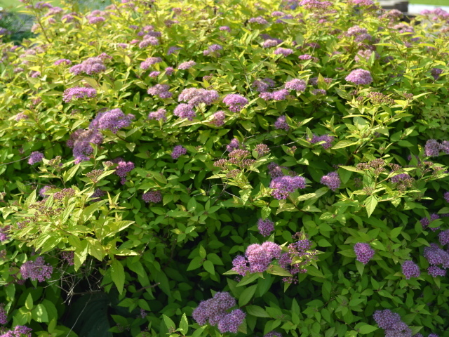 Красивые цветы спирея на поляне