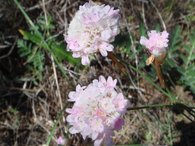 На поляне красивые цветы армерия