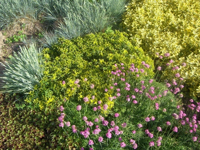 Красивые цветы армерия на поляне