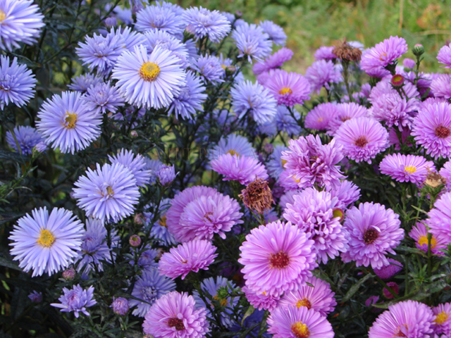 Красивые цветы астра на поляне