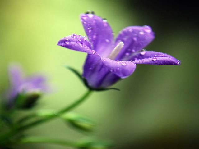 На поляне красивые цветы колокольчики
