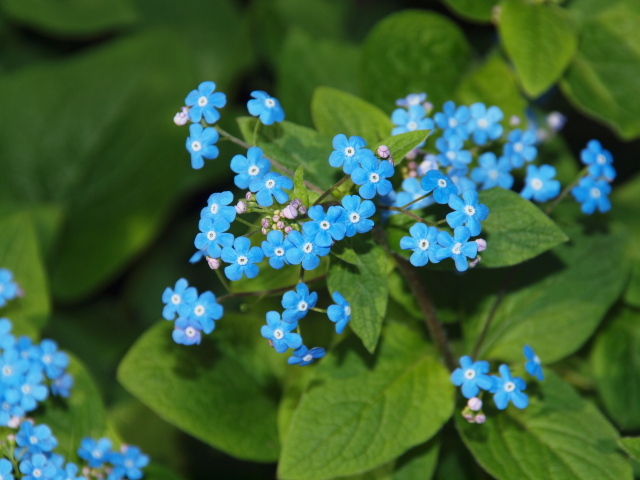 Красивые цветы растения бруннера