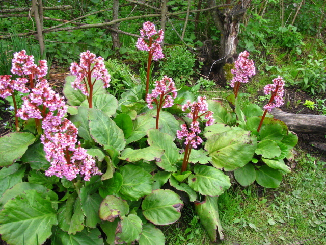 Красивые цветы растения бадан