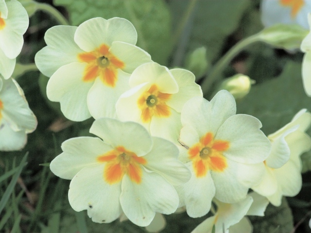 Красивые цветы растения резуха