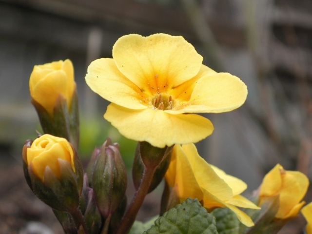 Красивые цветы примула на поляне
