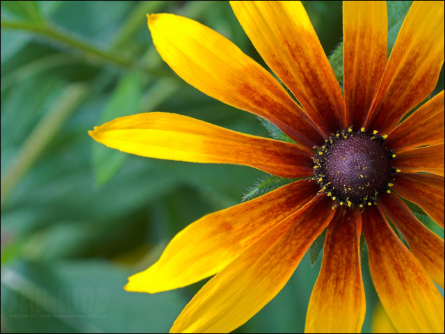 Красивые цветы рудбекия