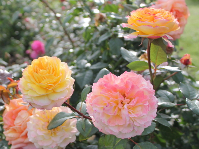Красивые цветы кустарниковые розы на клумбе в саду