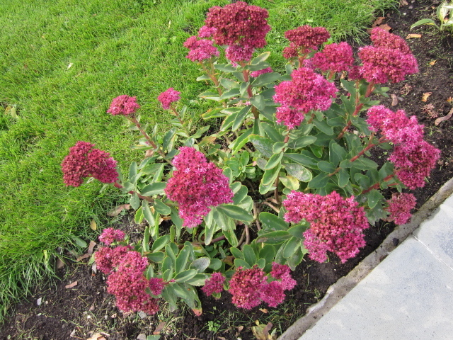 Красивый седум в саду