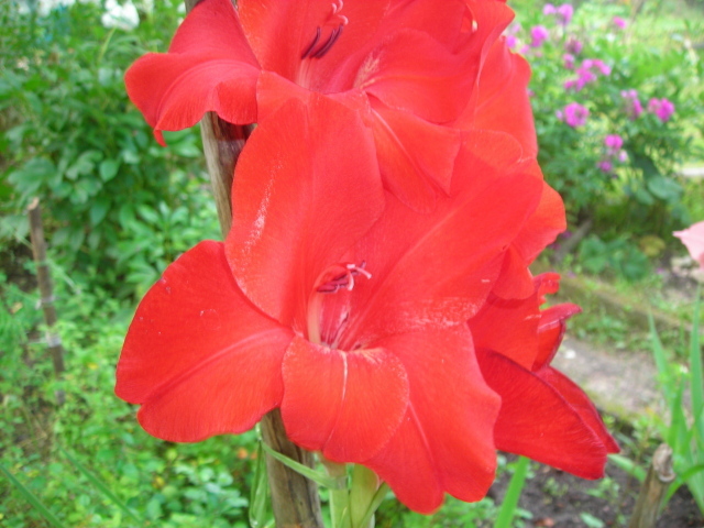 Красивые цветы гладиолус в парке