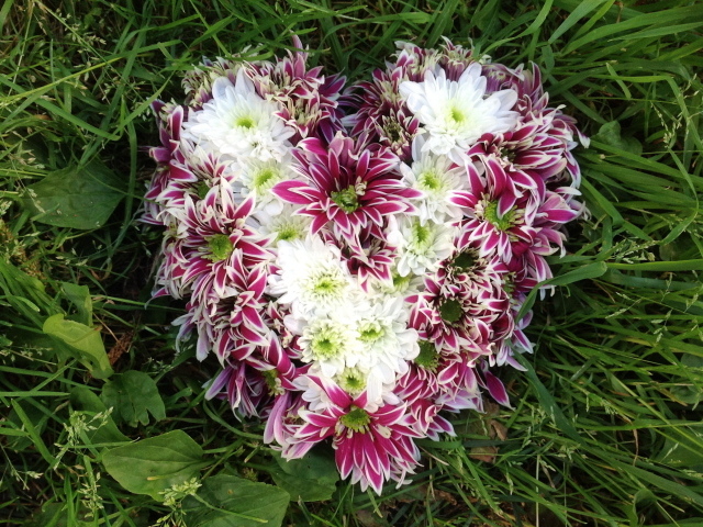 Красивое сердце из цветов хризантема