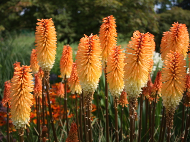 Красивая кникофия на дачном участке